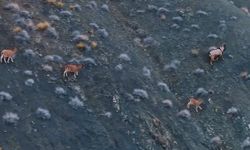 Giresun'da yaban keçisi envanter çalışması yapıldı