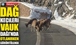 Sarp Kayaların Efendileri: Dağ Keçileri Vauk Dağı’nda Görüntülendi