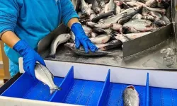 Su Ürünleri İhracatının Yüzde 35’i Bakın Hangi Şehirden Çıktı!