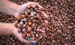 Ticaret borsalarında sezonun ilk 4 ayında 179 bin tonu aşkın fındık işlem gördü