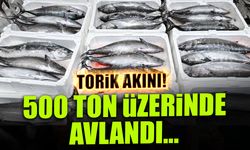Marmara'da Torik Akını! 500 Ton Üzerinde Avlandı...