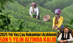 Rize’den Çay Raporu: 2025 Rekoltesi Geriledi, Sektör İçin Kritik Uyarı Geldi