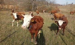 Samsun Hayvancılıkta Fark Yarattı! Manda Rekoru...