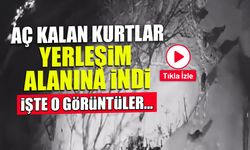 Artvin'de Aç Kalan Kurtlar Yerleşim Alanına İndi! İşte O Görüntüler...