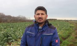 Bafra Ovası'nda karnabahar hasadı sürüyor