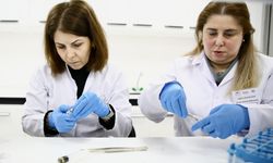 Fındık Araştırma Enstitüsü bu yıl 500 bin samuray arısı üretecek