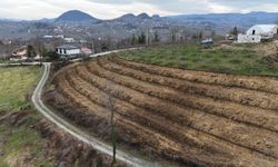 Ordu'da fındık üretiminde verimi arttırmak amacıyla çalışmalar devam ediyor