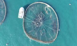 Ordu'da kafes balıkçılığı tesislerinde 2025'te 6 bin ton üretim gerçekleşti