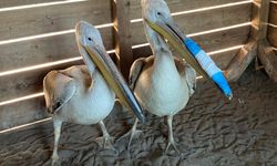 Tedavileri tamamlanan pelikanlar doğaya salındı