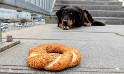 1 yılda 60 bin hayvana çip takıldı