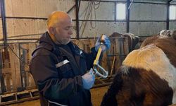 Aydıntepe'de şap aşılama ve küpeleme çalışmaları sürüyor