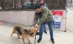 Başıboş sokak köpekleri toplanarak barınağa götürüldü
