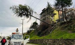 Çam ağacı yüksek gerilim hattına devrildi