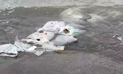 Denizde çuvallar içinde inşaat malzemesi bulundu