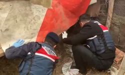 Jandarma, kümese saklanan yasaklı madde ele geçirdi: 2 gözaltı