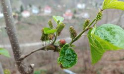 Kış ortasında yalancı bahara aldanan karayemiş ve dut ağaçları çiçek açıp meyve verdi