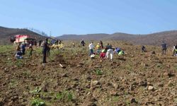 Orman yangınından zarar gören alanlarda 5 bin fidan toprakla buluşturuldu