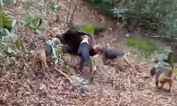 Samsun'da avcıların sezon finali: 3 domuz avlandı