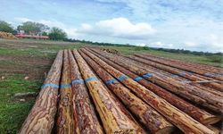Samsun'da orman üretiminden 1,7 milyar TL katkı