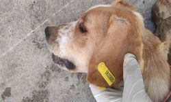 Sokak hayvanlarının kısırlaştırılmasına 7,7 milyon TL ödenek