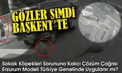 Trabzon’daki Saldırı Sonrası Gözler Ankara’da: Sokak Köpekleri Sorununa Kalıcı Çözüm Çağrısı