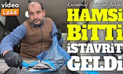 Karadenizli Balıkçıları Açıkladı: Hamsi Bitti, İstavrit Geldi