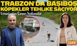 Trabzon’daki Kaza Sonrası Başıboş Köpekler Yeniden Gündemde; Uzmanlardan Çarpıcı Açıklamalar