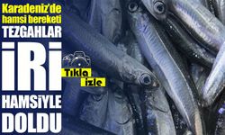 Ramazan’da Hamsi Bereketi: Karadeniz’de Av Artışı Yüzleri Güldürdü