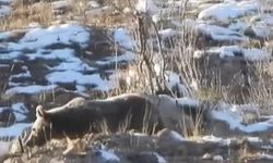 Gümüşhane'de karlı arazide yiyecek arayan anne ayı ve yavrusu görüntülendi