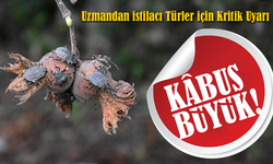 Karadeniz’in Kâbusu Büyüyor! Uzmandan İstilacı Türler İçin Kritik Uyarı