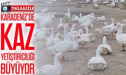Ordu kırsalında kaz yetiştiriciliği yaygınlaşıyor: Belediye desteğiyle büyüyor