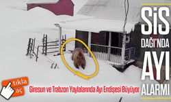 Sis Dağı’nda Ayı Alarmı: Yayla Evlerine Ziyaret Kamerada
