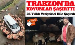 25 Yıllık Yetiştirici Bile Şaşırdı: Trabzon’da Koyunlardan İlginç Davranış