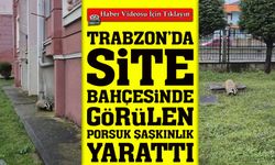 Trabzon Arsin’de Site Bahçesine Giren Porsuk Panik Yarattı; Uzmanlardan uyarı!