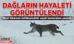 Nesli tükenme tehlikesindeki iri vaşak Bayburt'ta görüntülendi