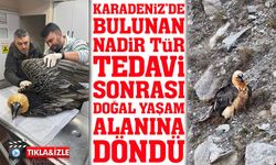 Karadeniz'de Yakalanan Sakallı Akbaba Tedavi Sonrası Doğal Yaşam Alanına Döndü