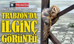 Trabzon Araklı’da direk üzerinde uyuyan baykuş ilgi odağı oldu