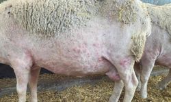 Trabzon'da Korkutan Karantina: Hayvan Giriş Çıkışları Tamamen Yasaklandı!