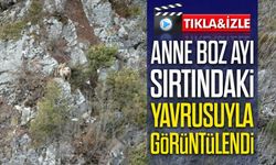 Sosyal Medyada Gündem Oldu: Karadeniz'de Anne Boz Ayı Yavrusunu Sırtında Taşıdı