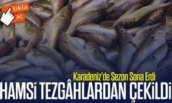 Karadeniz’de Hamsi Sezonu Sona Erdi: Trabzon Tezgâhlarında İlk Kez Görülmedi