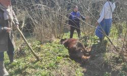 Terme'de Hareketli Dakikalar: Kanala Düşen İneği Zabıta Kurtardı