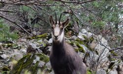 Türkiye'de en düşük rakımda sadece Gümüşhane'de görülüyor