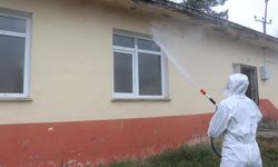 'Kahverengi kokarca' ile mücadele ediliyor