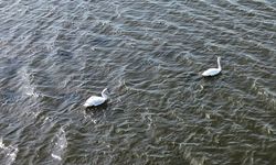 Kızılırmak Deltası'nda kuşların kuluçka dönemi başladı