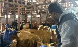 Rize'de ilkbahar şap aşılama çalışmaları başladı