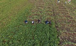 Samsun'un Alaçam ilçesinde 'Bedeş turpu'nun hasadı sürüyor