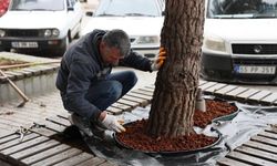 Vezirköprü Belediyesi peyzaj çalışmalarına devam ediyor