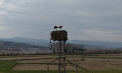 Yüksek gerilim hattına yuva yapan leylekler görüntülendi