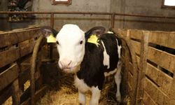 Ari işletme sayısı artıyor