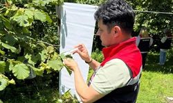 Çarşamba Ovası'nda kokarcayla mücadele